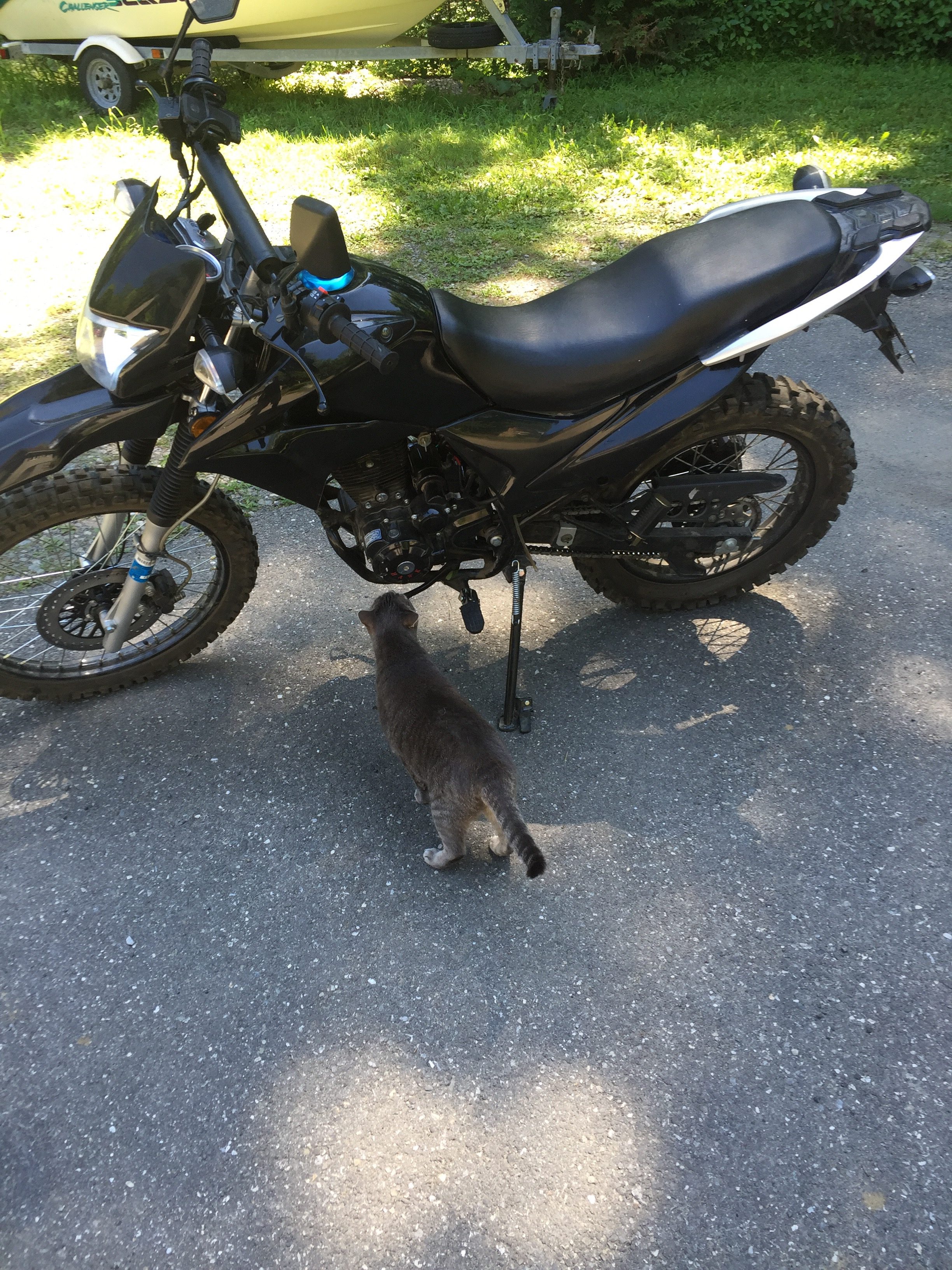 Hawk 250 and Kitty
